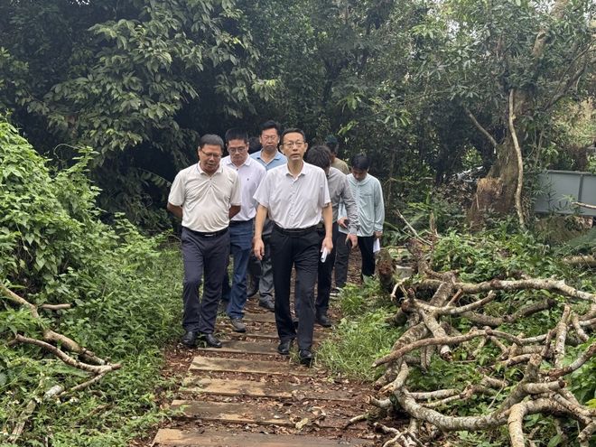 抓紧清理台风倒树谋划红树林旅游！开元ky